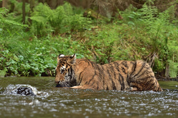 Naklejka na ściany i meble Tiger in the water 