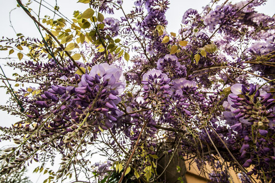 Flowering wisteria photographed from below on a clear sky