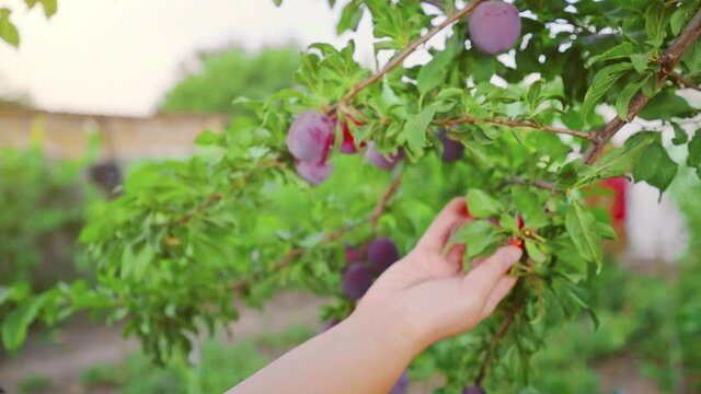Juicy plums are ready to be harvested. Farmer works in the garden on a hot day. Woman's hand picks off plums. A family-owned organic growing business.