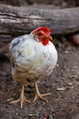 Full body of white-grey hen on the farm