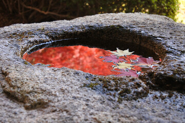 zen temple, autumn leaves