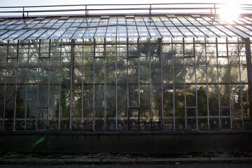 Fototapeta premium greenhouse in a greenhouse