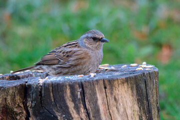 Heckenbraunelle (Prunella modularis) an der Fütterung