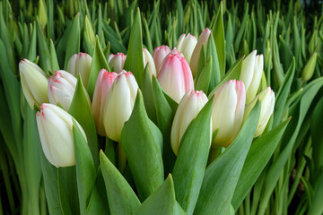 Several tulips of the same variety on a background of green leaves and young tulips. Blooming tulips. Selective focus. Close up.
