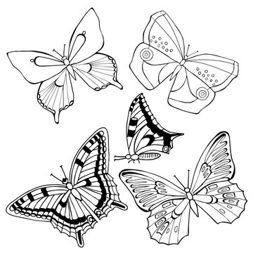 Vector butterflies set is only black lines on a white background