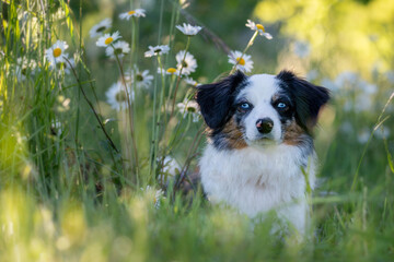 Hund Australian Shepherd sitzt im Frühling vor einem blühenden Busch - 416484223