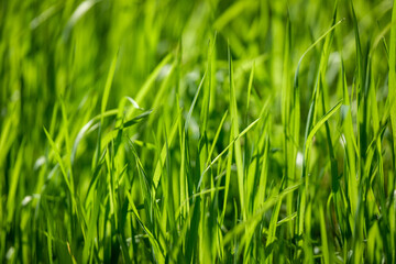 Herbe verte