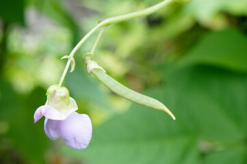 gorgeous close-up view of the beans and its flower
