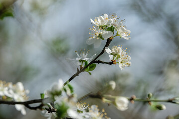 Fleurs de printemps