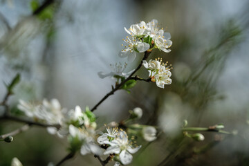 Fleurs de printemps