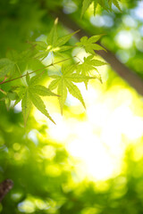 緑のモミジ　初夏のイメージ