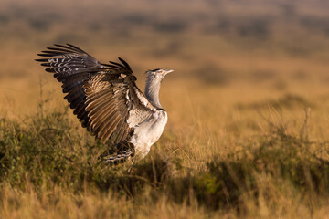 Corry Bustard about to fly, stretched its wing.