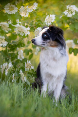 Hund Australian Shepherd sitzt im Frühling vor einem blühenden Busch - 416484673