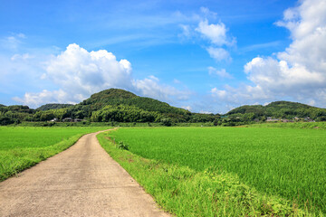 水田と田舎道　夏のイメージ
