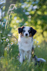 Hund Australian Shepherd sitzt im Frühling vor einem blühenden Busch - 416485036