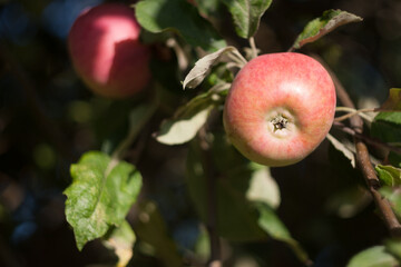 Variety of autumn red apples 