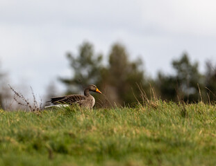 Greylag goose in a field.