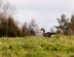 Greylag goose during UK winter.
