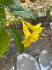 Yellow hibiscus flower