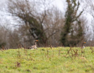 Greylag goose looking for food.