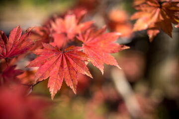 紅葉　秋のイメージ