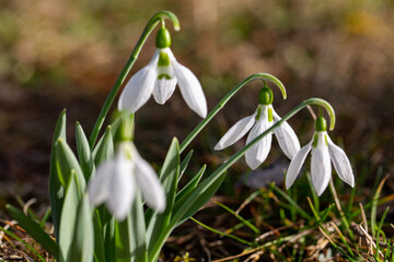 common snowdrop - blooming white flowers in early spring, closeup