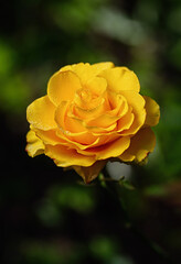 Yellow rose on a green natural background. Dew drops on the petals. Vertical crop.