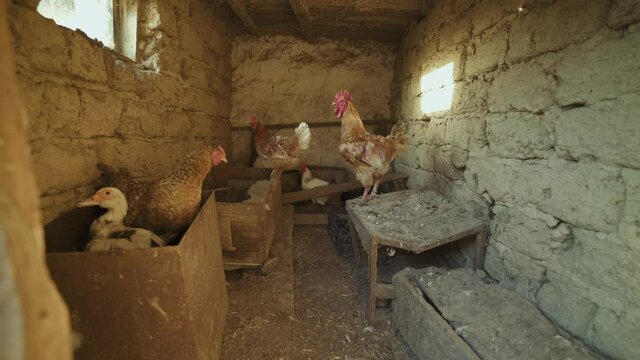 Chickens in the coop. The rooster peeps out the sun through the window of the hen house. Poultry in the barn. Chicken coop in the backyard. Hens in a farmyard. The rooster peeps out the sun through th
