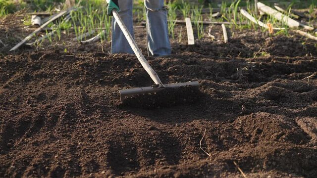 A faceless female farmer with a rake flattens the soil on a spring day, ecological ways to prepare the land for planting on small farms, slow motion.