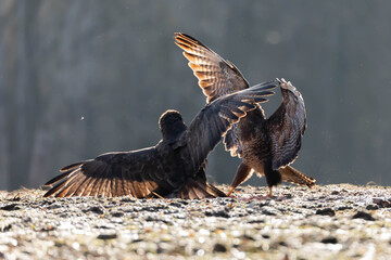 Myszolow zwyczajny Buteo buteo  © Robert