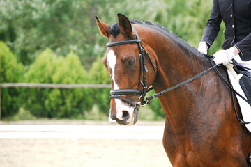 Obraz premium Portrait close up of a dressage horse portrait during open air competition with unknown rider