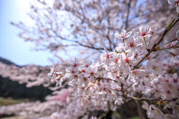 桜の花　春のイメージ