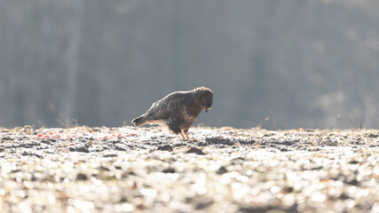 Myszolow zwyczajny Buteo buteo  © Robert