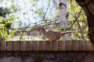 Beautiful pheasant stands on stone fence