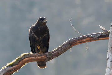 Myszolow zwyczajny Buteo buteo  © Robert