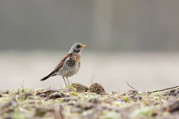 Kwiczol Turdus pilaris