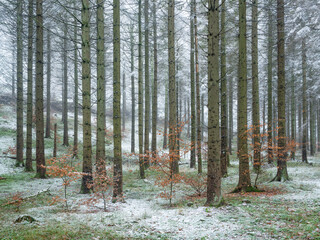 Autumn turns Winter, orange leaves and first snow in spruce forest, seasons turning