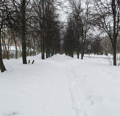 Fototapeta premium path in the snow in cloudy weather