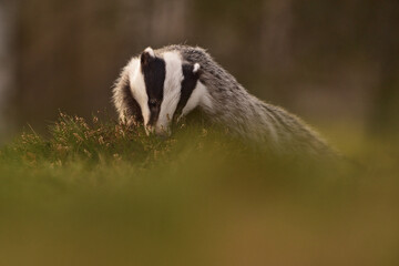 Badger in the forest 