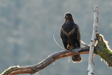 Myszolow zwyczajny Buteo buteo  © Robert