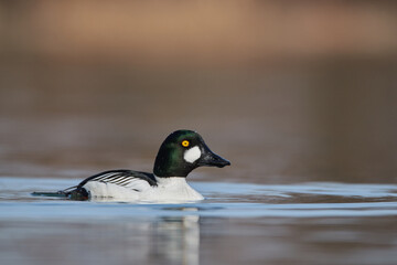 Male golden eye duck swims in Lake Constance