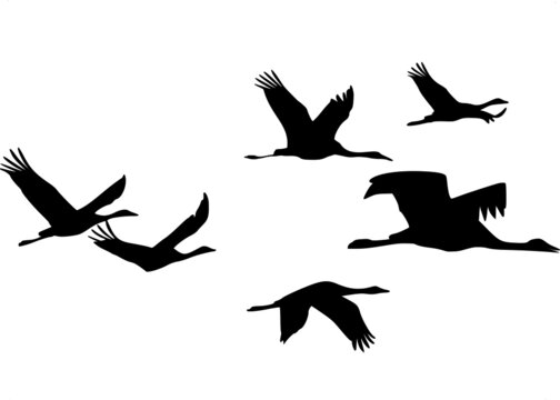 Silhouette of a flock of cranes in flight on a transparent background.