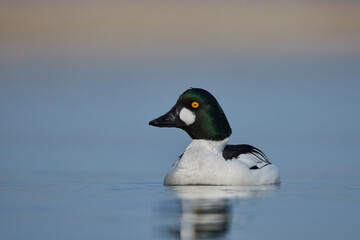 Male golden eye duck swims in Lake Constance