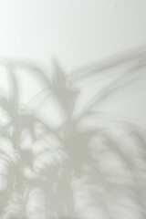 Shadow on the white wall from the houseplant Yucca