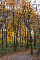 Fototapeta premium Golden autumn in the forest on the Kaiserberg in Duisburg in October