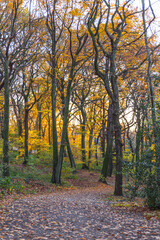 Obraz premium Golden autumn in the forest on the Kaiserberg in Duisburg in October