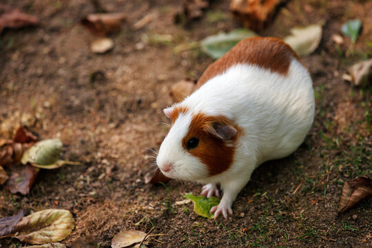Full body of white-brown domestic guinea pig cavy in the garden