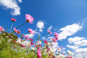 コスモスの花　秋のイメージ