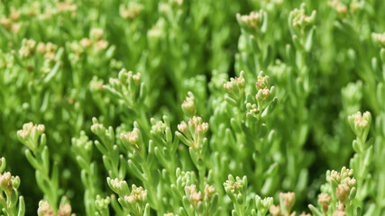 long banner with a natural background. green succulent plants in the spring garden. copy space