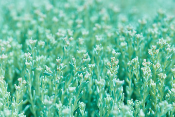 beautiful plants of a succulent of unreal turquoise color. textured natural background in a spring...
